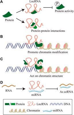 Long non-coding RNAs play an important regulatory role in tumorigenesis and tumor progression through aerobic glycolysis